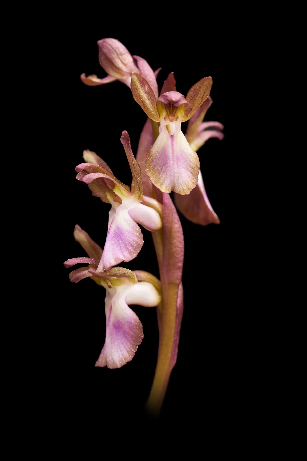Anacamptis collina