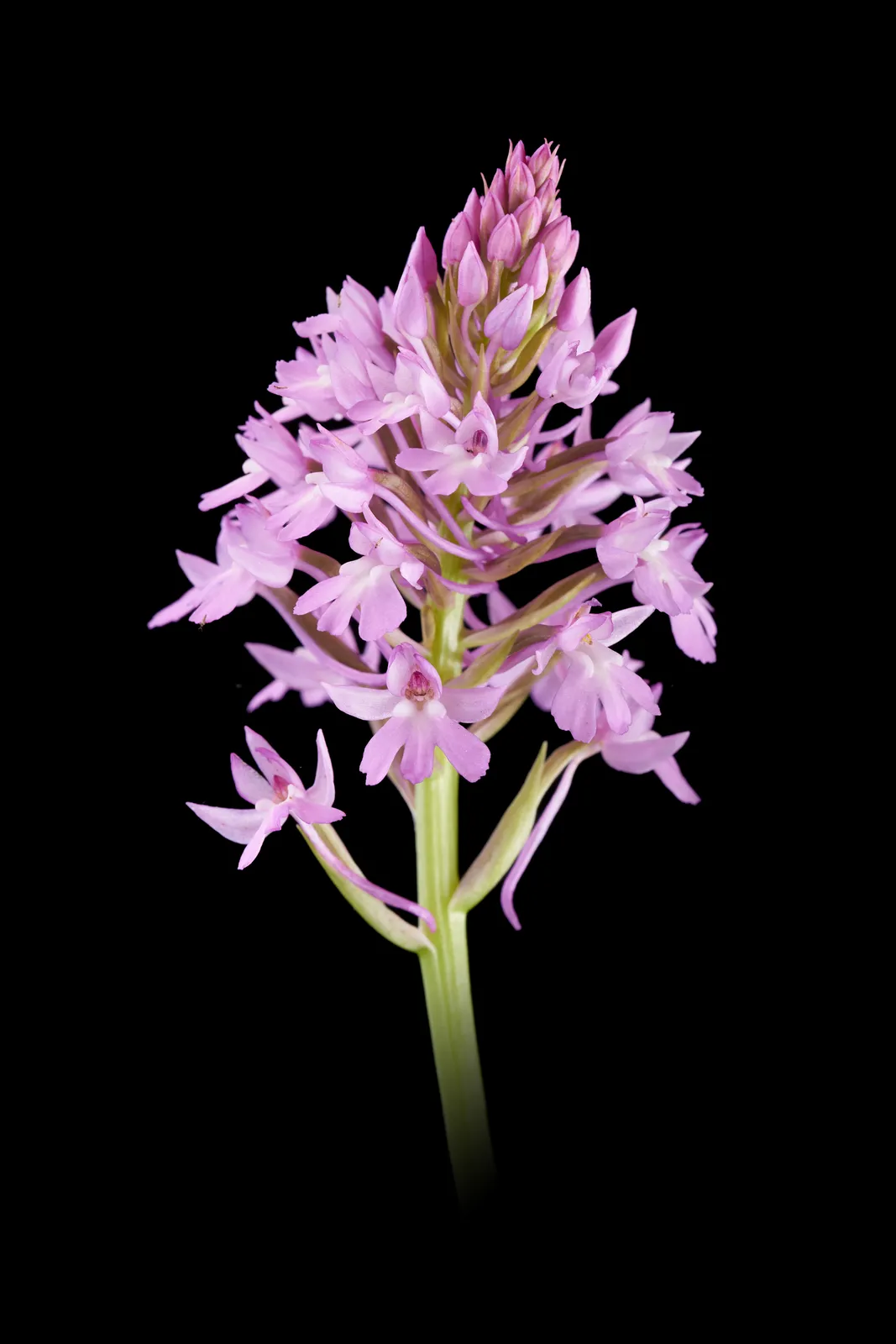 Anacamptis pyramidalis
