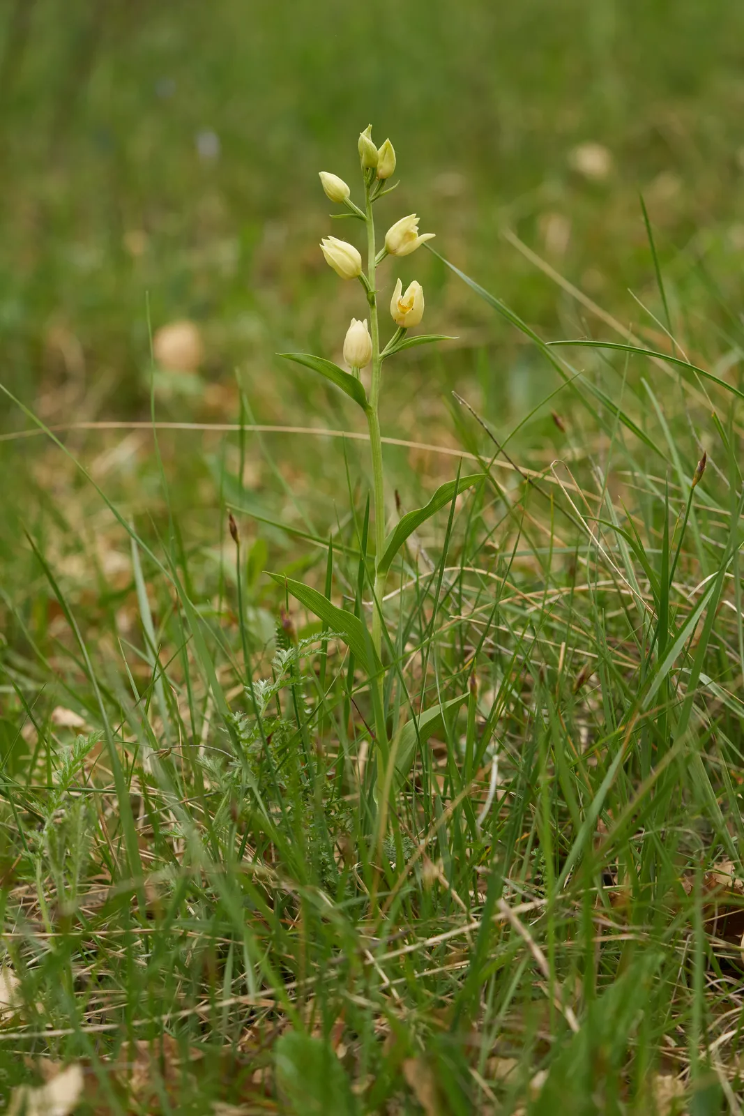 Cephalanthera damasonium