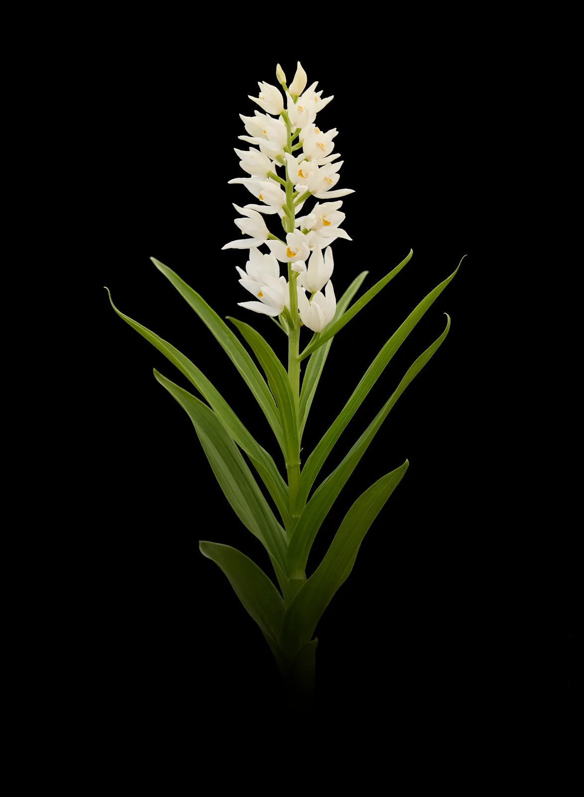 Cephalanthera longifolia