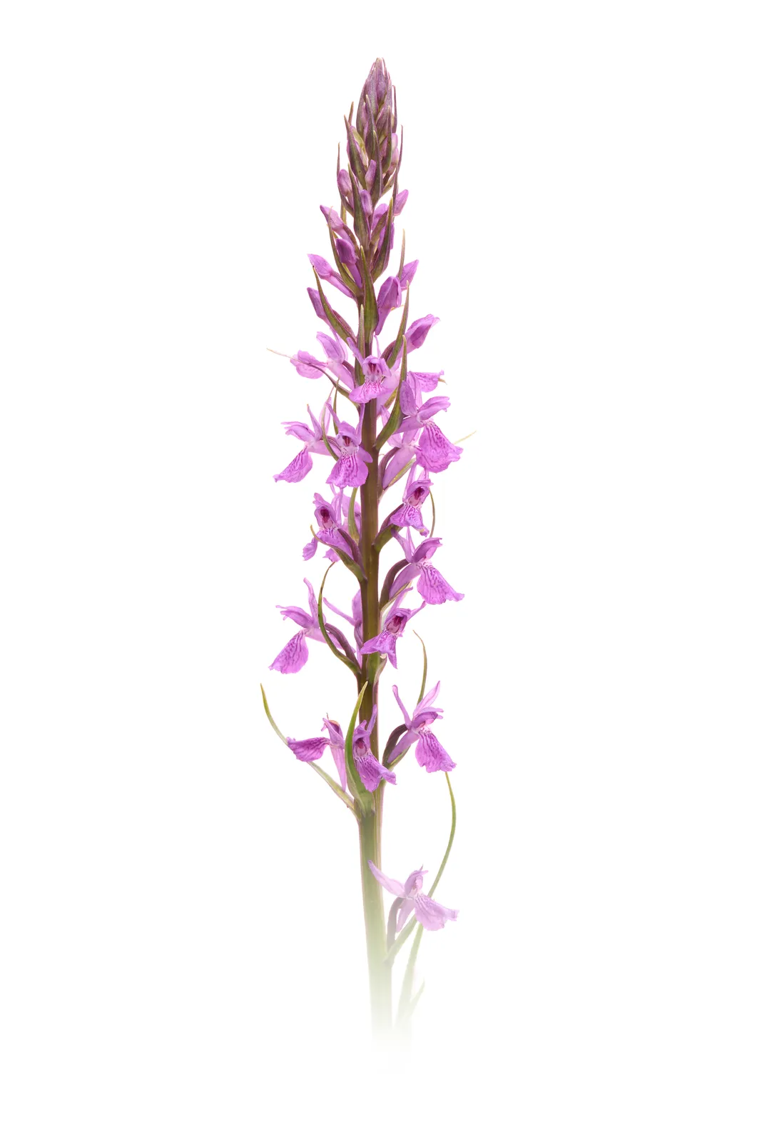 Dactylorhiza elata