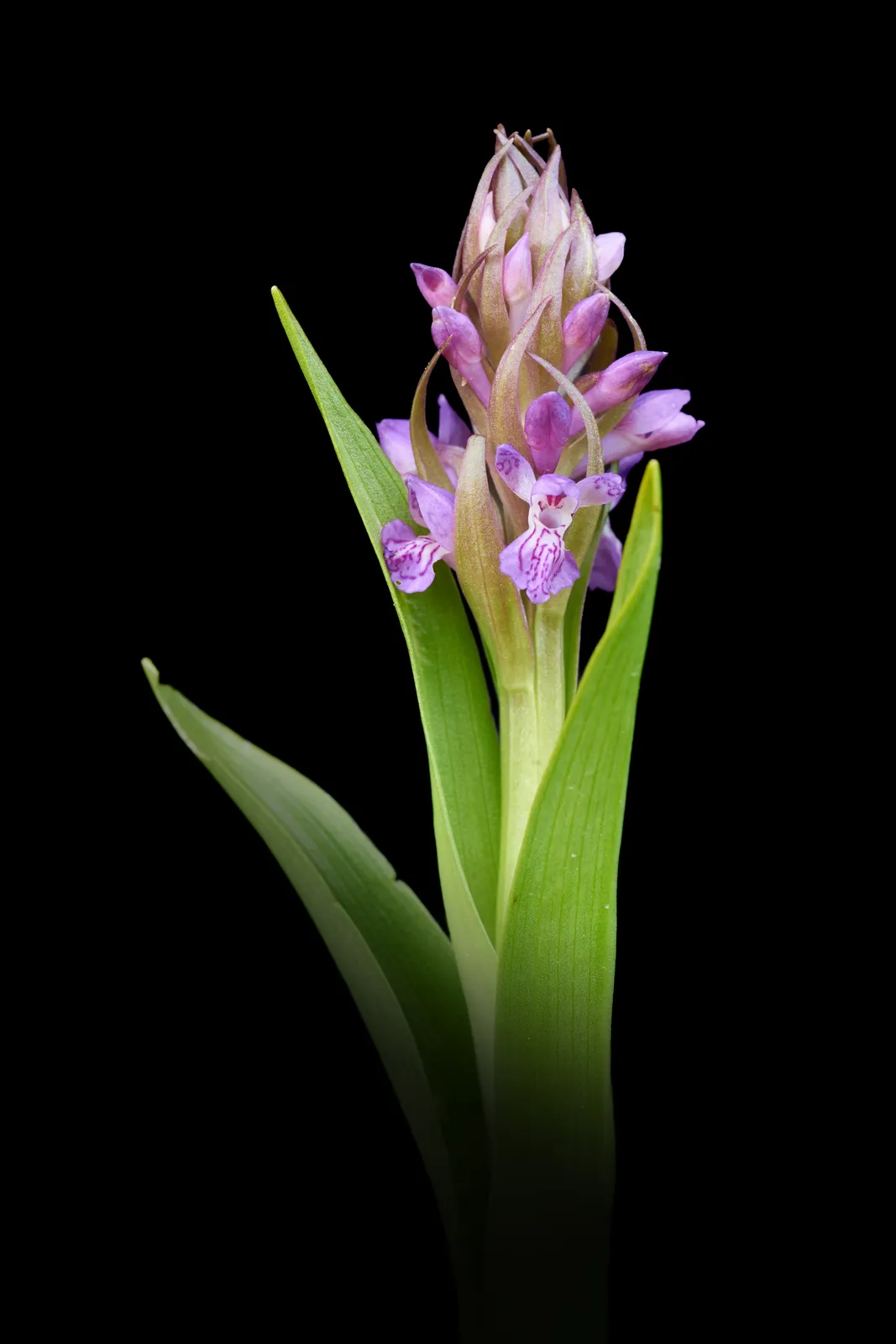 Dactylorhiza incarnata