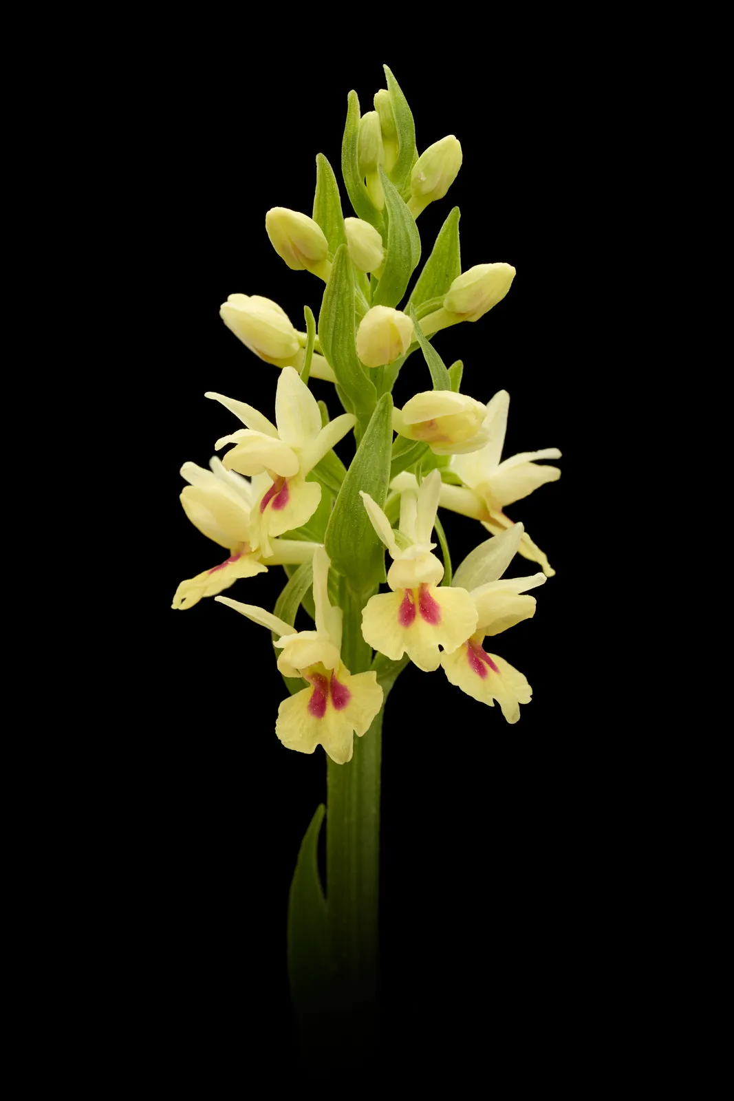 Dactylorhiza insularis