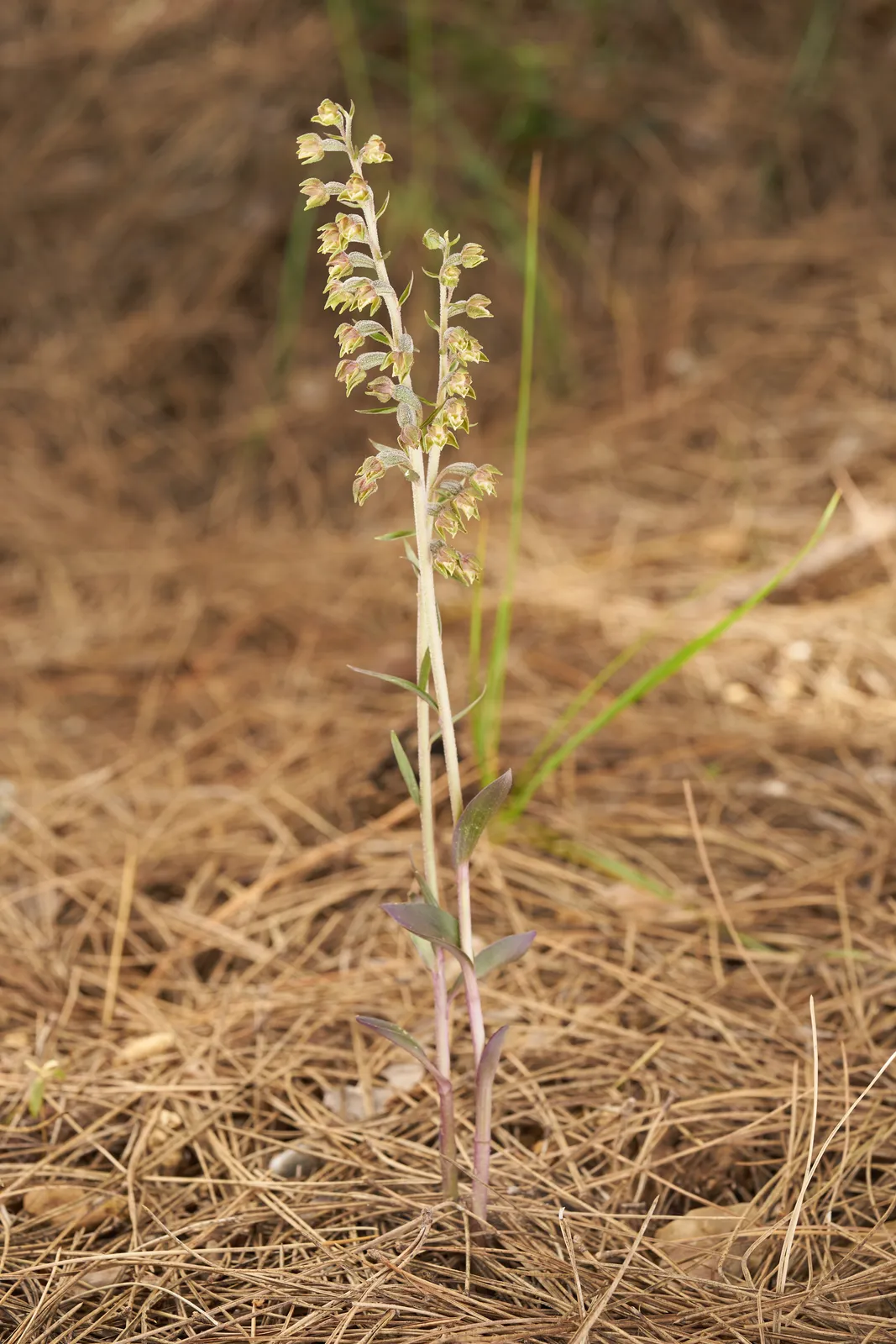 Epipactis microphylla