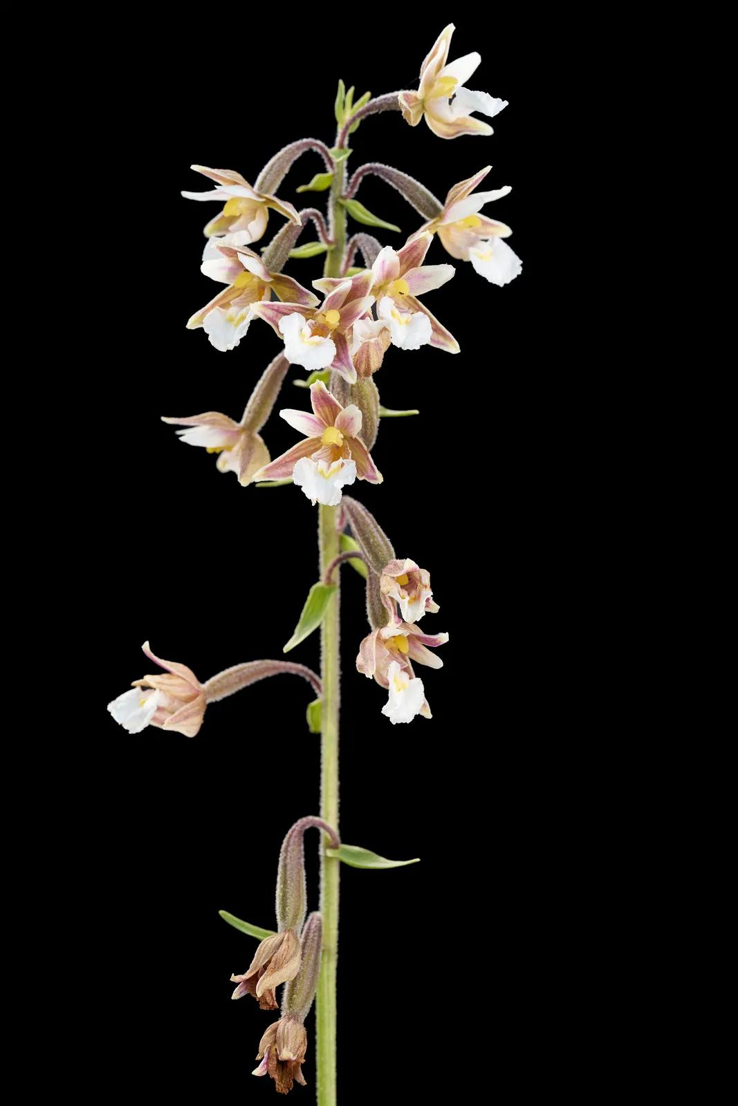 Epipactis palustris