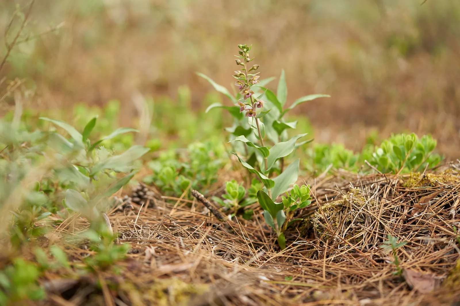 Epipactis tremolsii