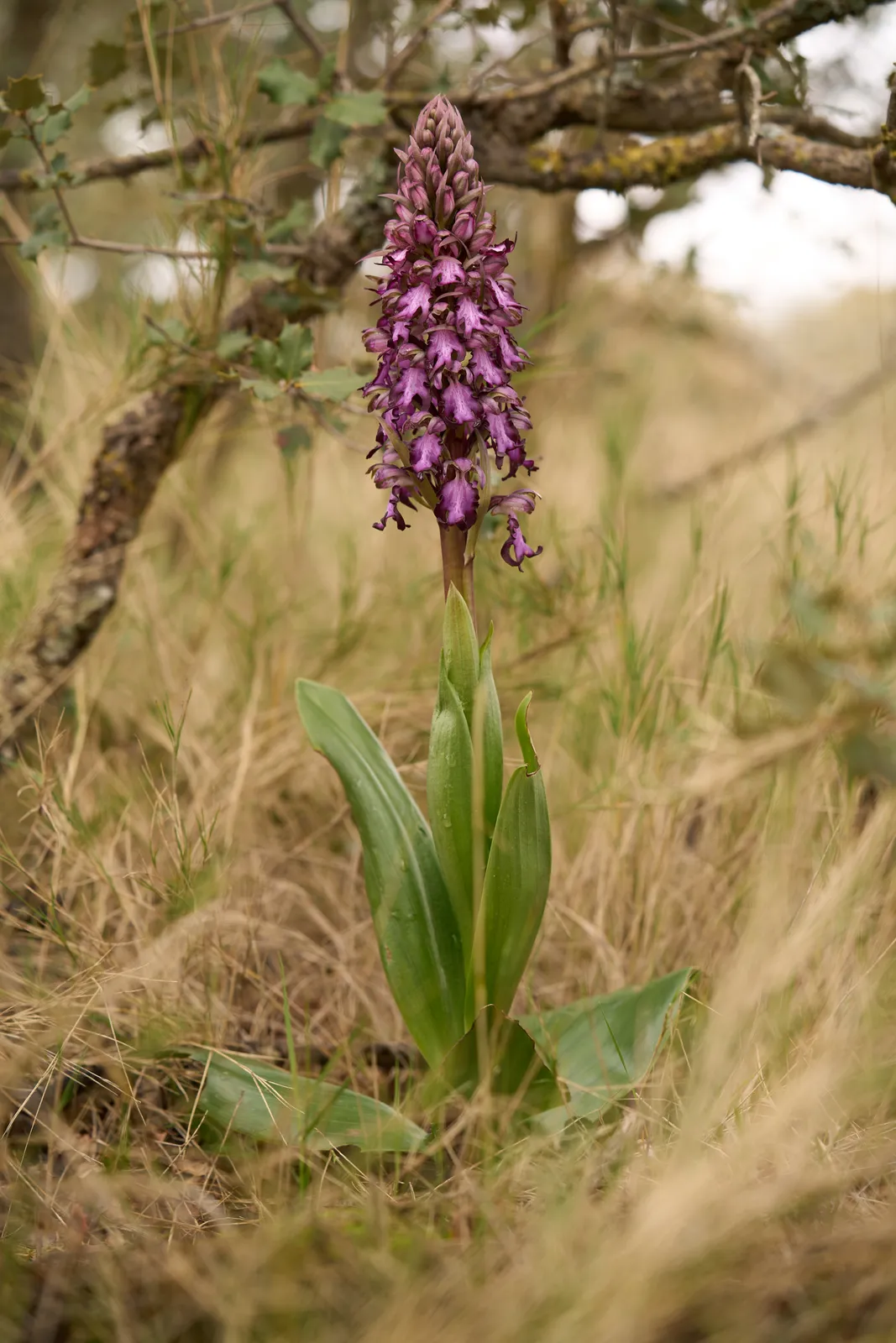 Himantoglossum robertianum