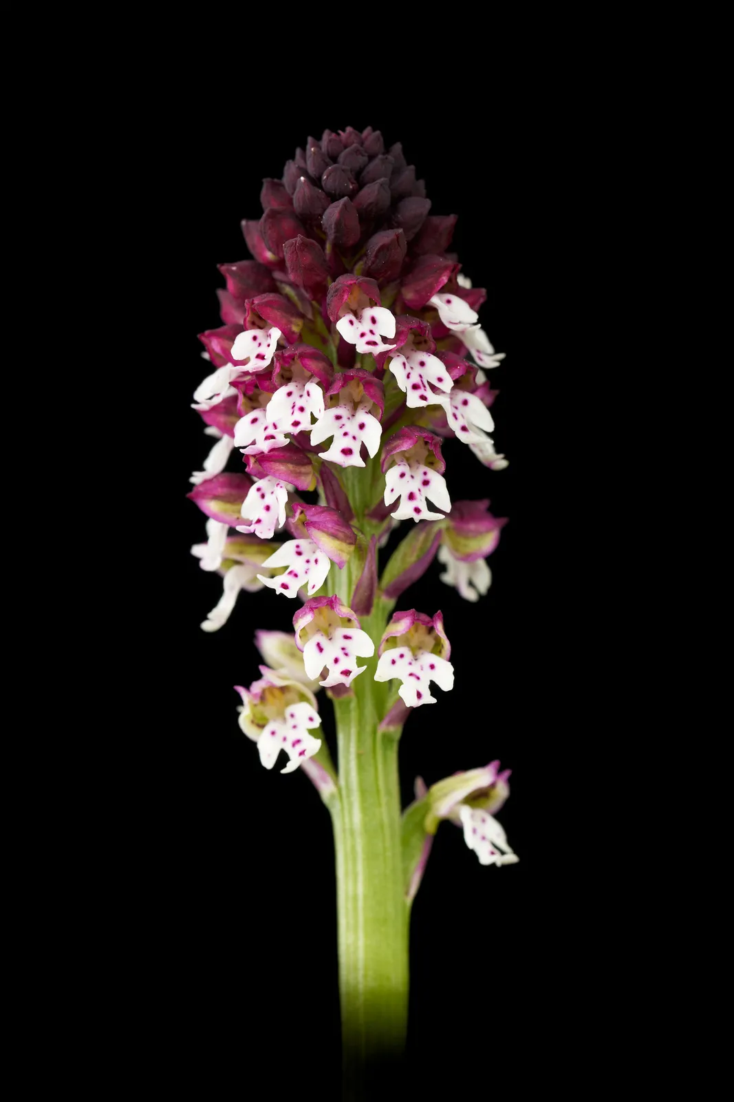 Neotinea ustulata