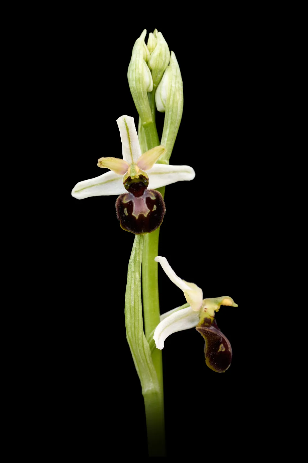 Ophrys castellana