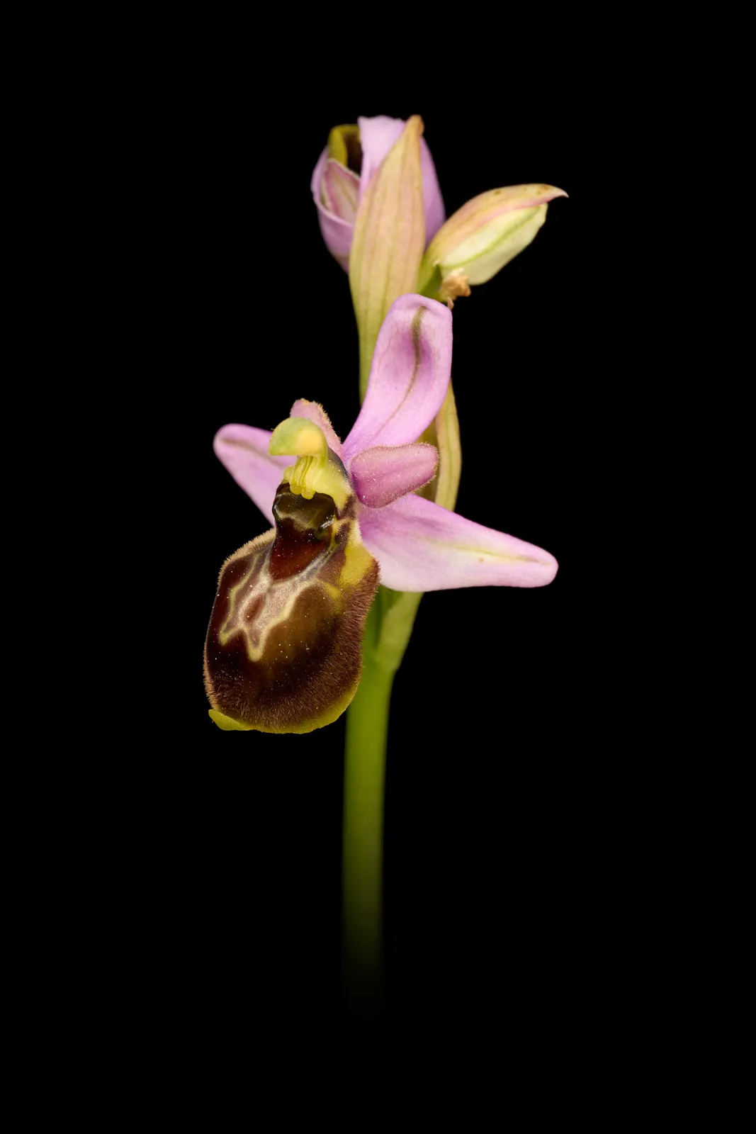 Ophrys castellana x ficalhoana