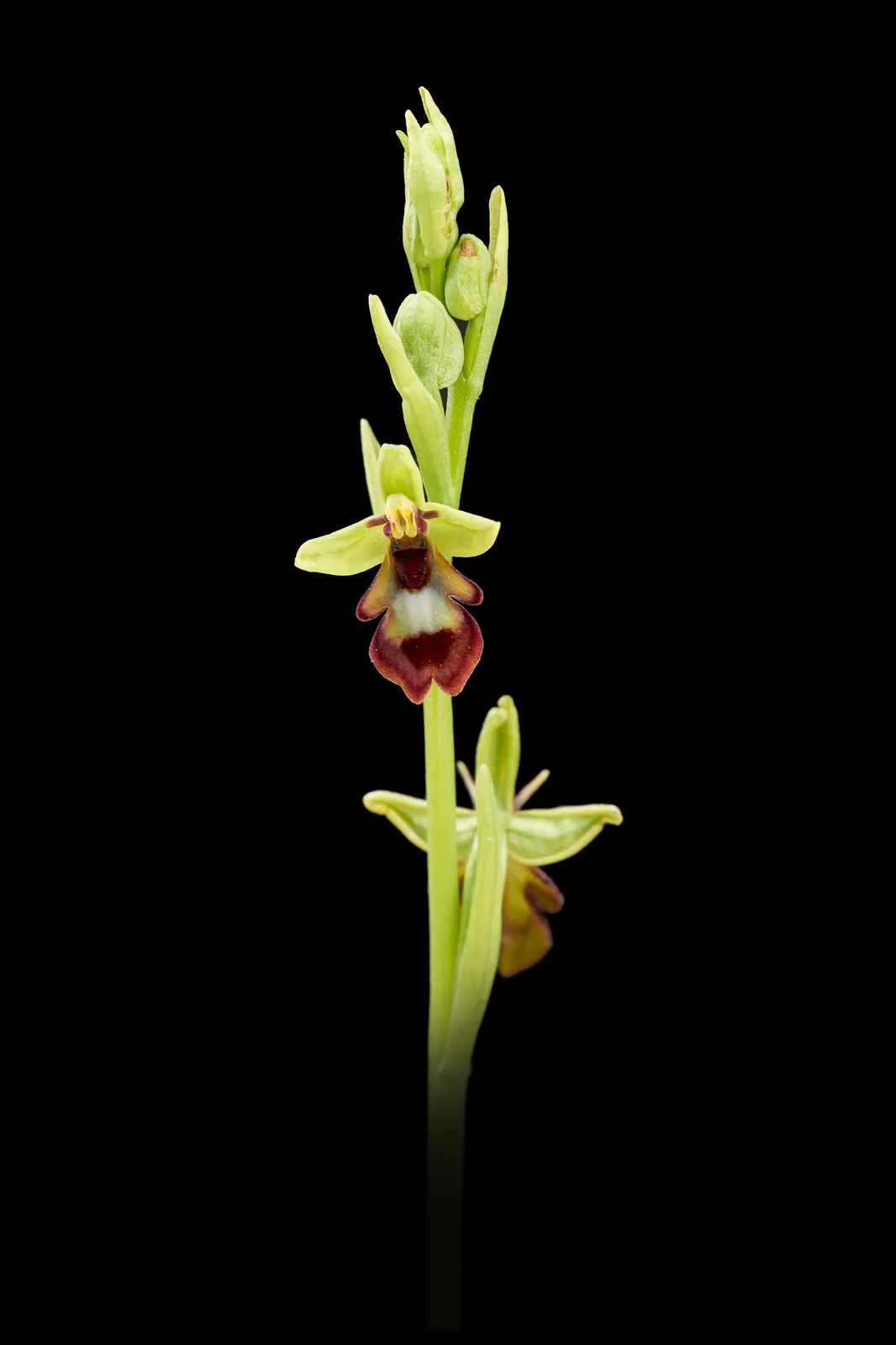 Ophrys insectifera