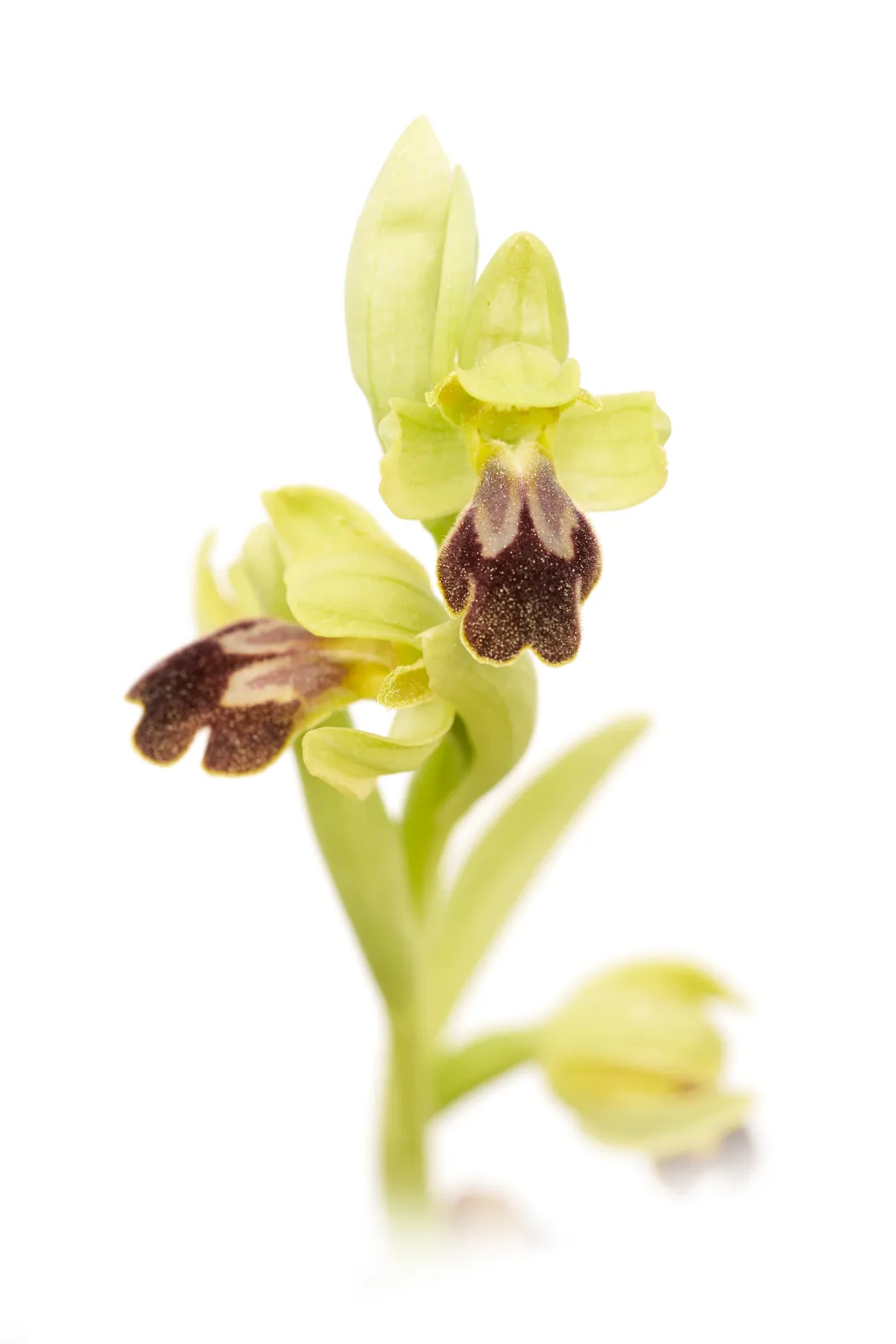 Ophrys lupercalis