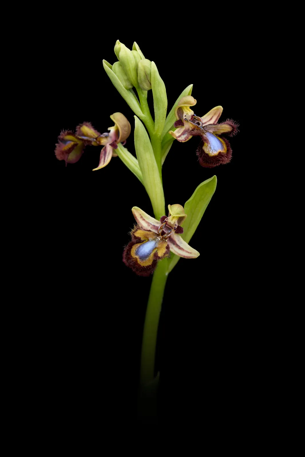 Ophrys speculum
