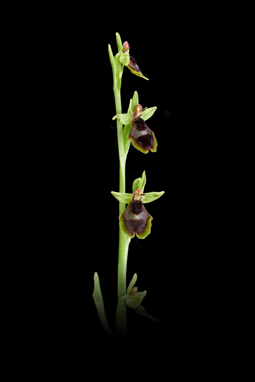 Ophrys subinsectifera