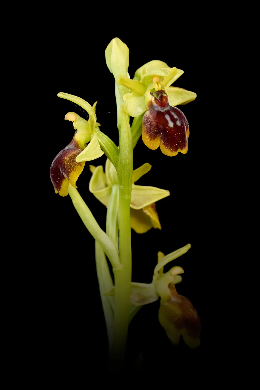 Ophrys x quadriloba