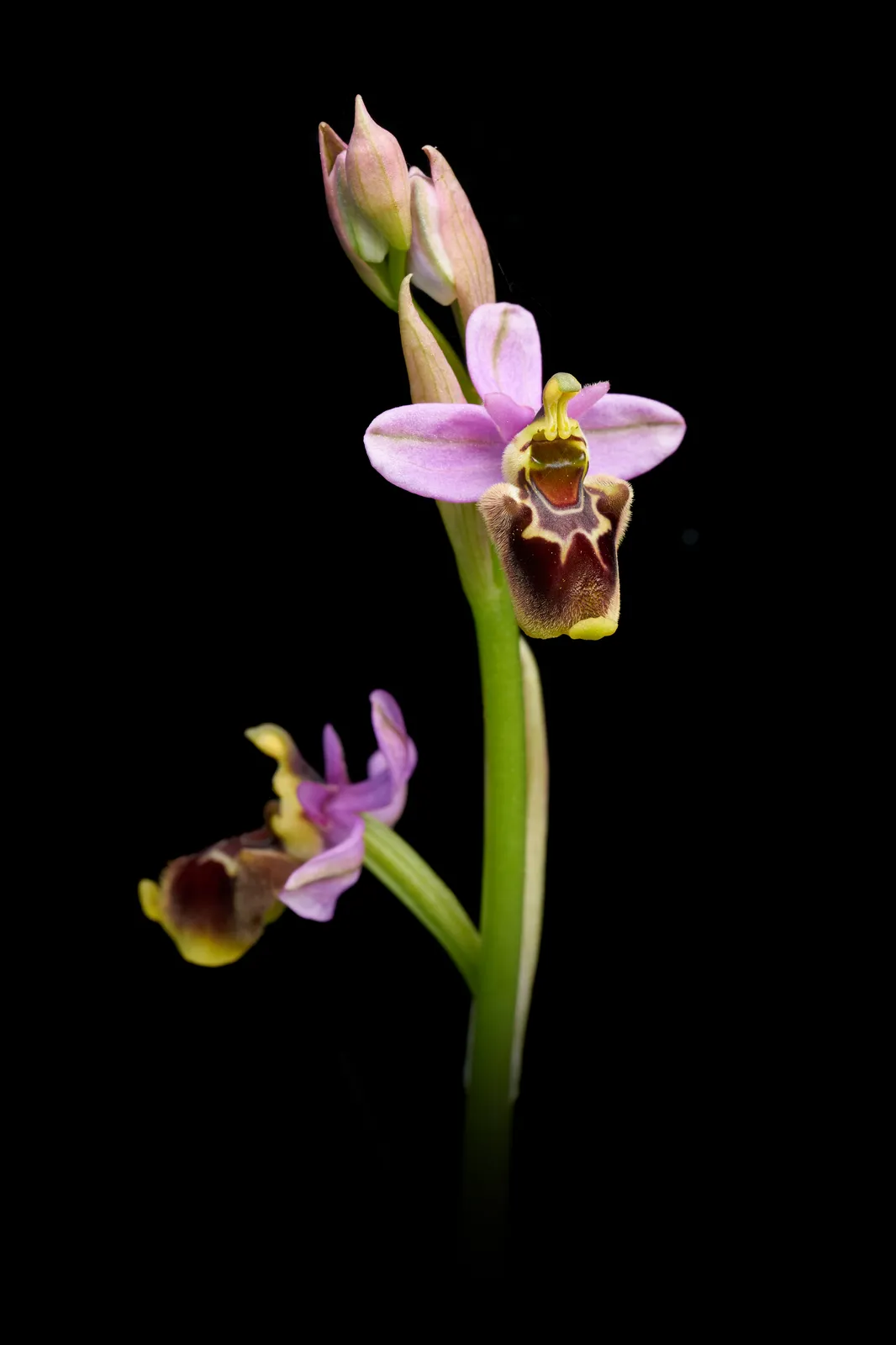 Ophrys x tabuencae