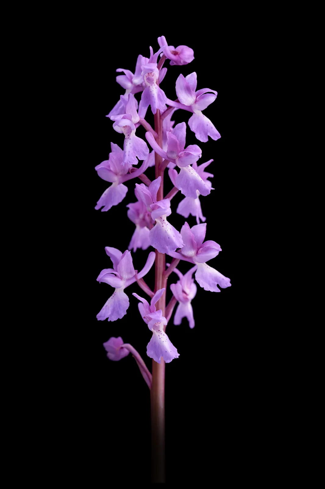 Orchis tenera